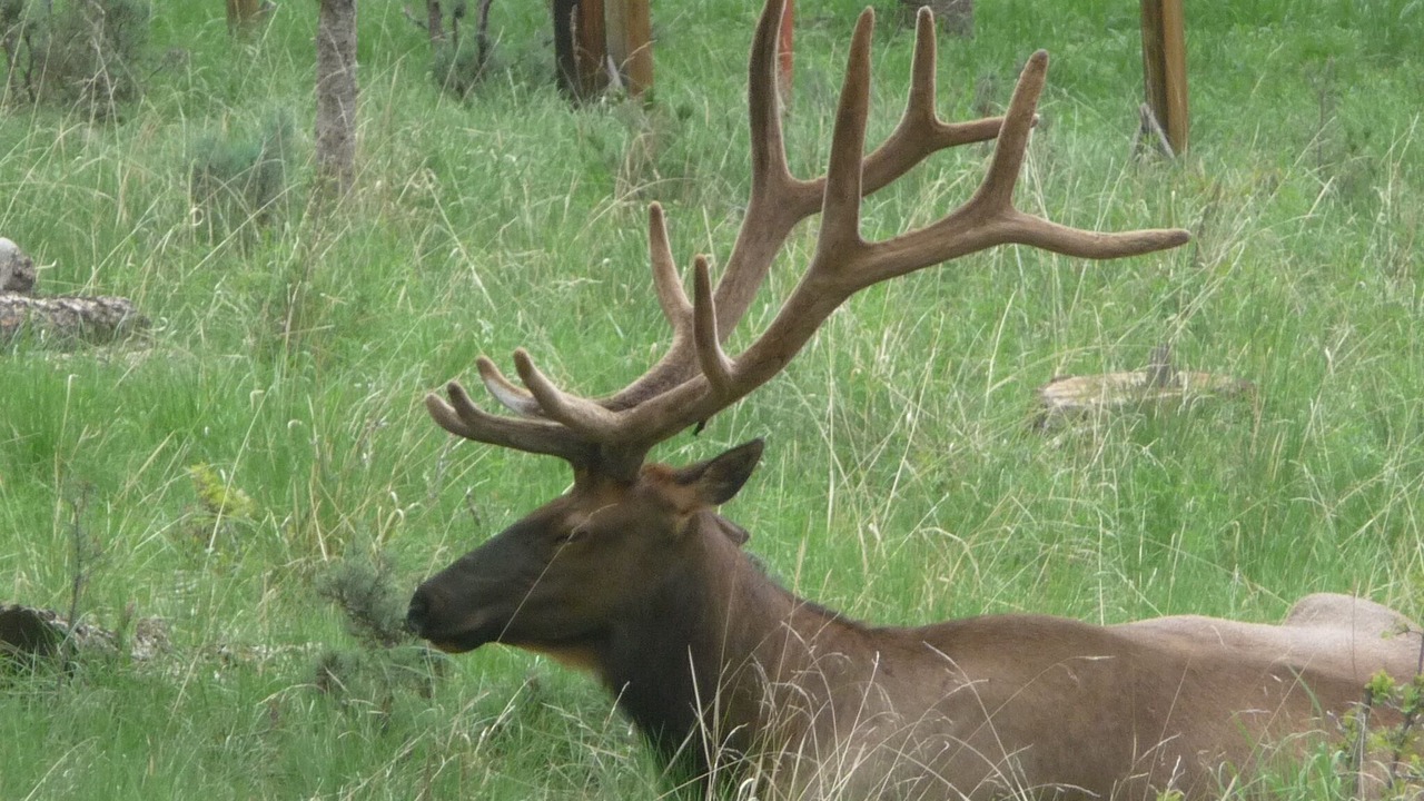 Photo of Others in Ruidoso