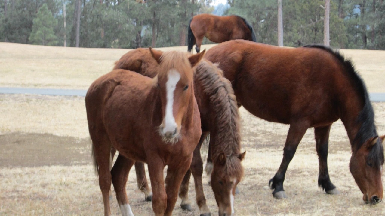 Photo of Others in Ruidoso