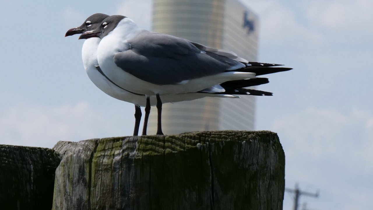 Photo of Others in Brigantine