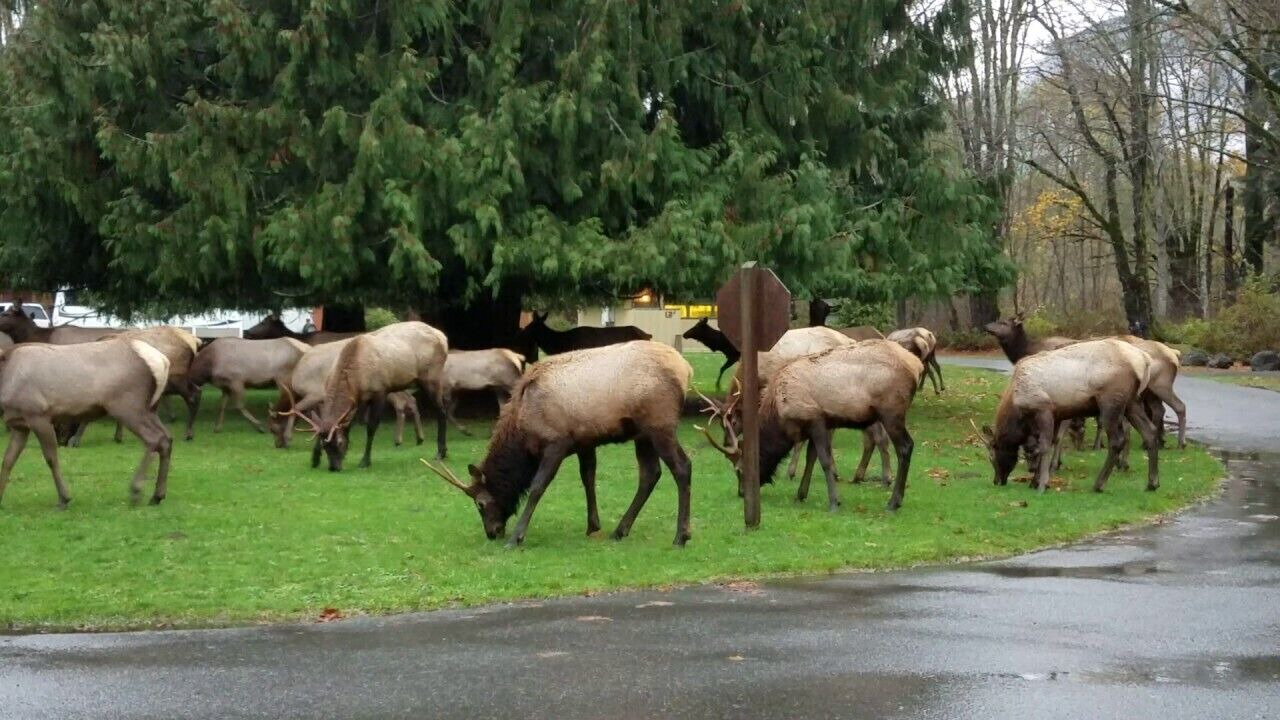 Photo of Others in Brinnon