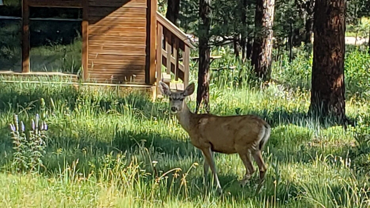 Photo of Others in Angel Fire