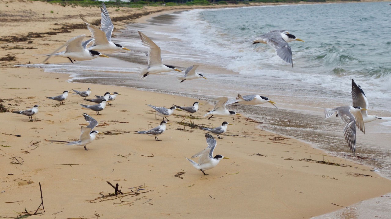 Photo of Others in Patonga