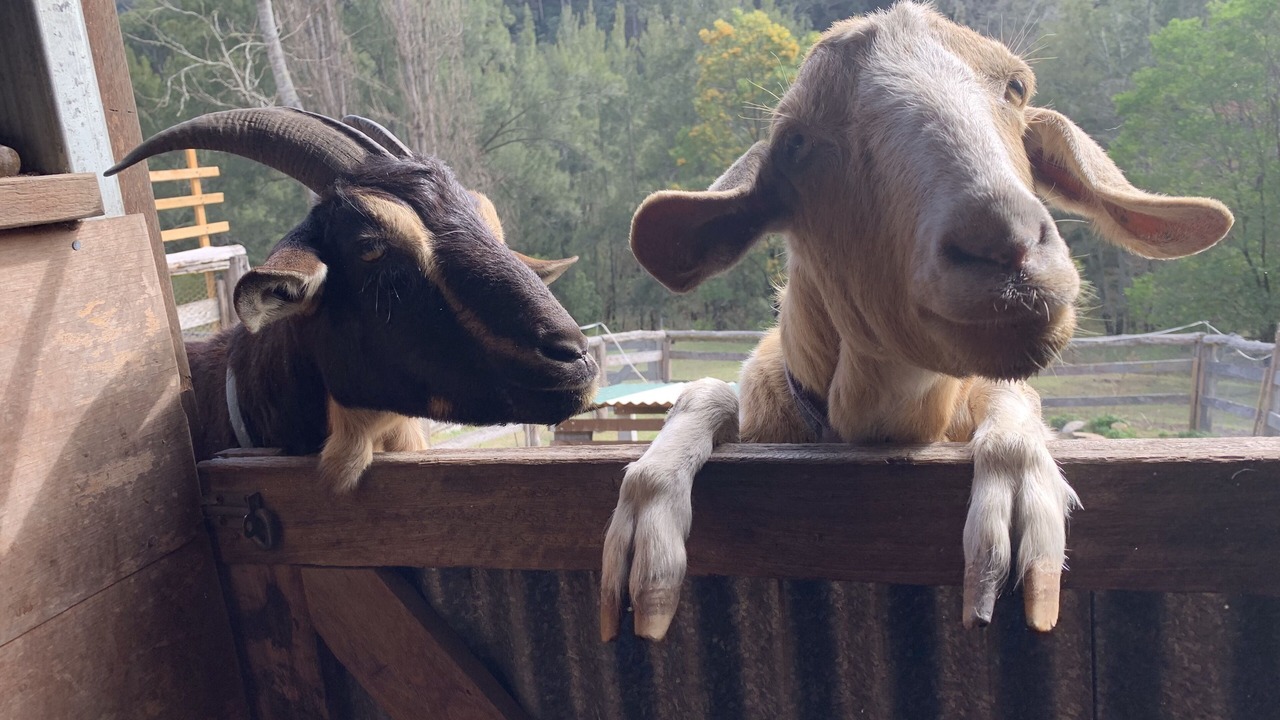 Photo of Others in Wollombi