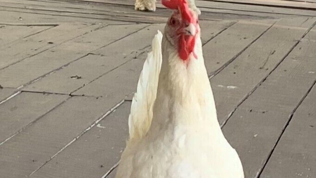 Photo of Outdoor in Wollombi