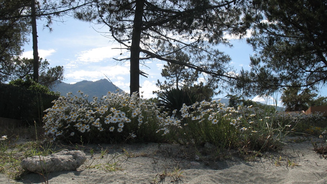 Photo of Outdoor in Moriani-Plage
