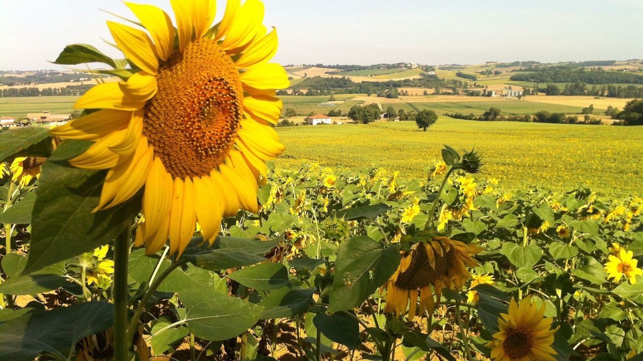 Photo of Outdoor in Montadet