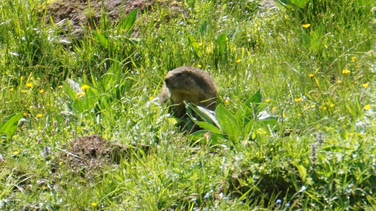 Photo of Others in Saint-Projet-de-Salers