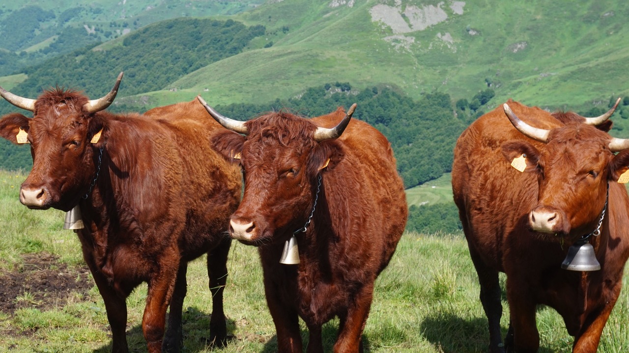 Photo of Others in Saint-Projet-de-Salers