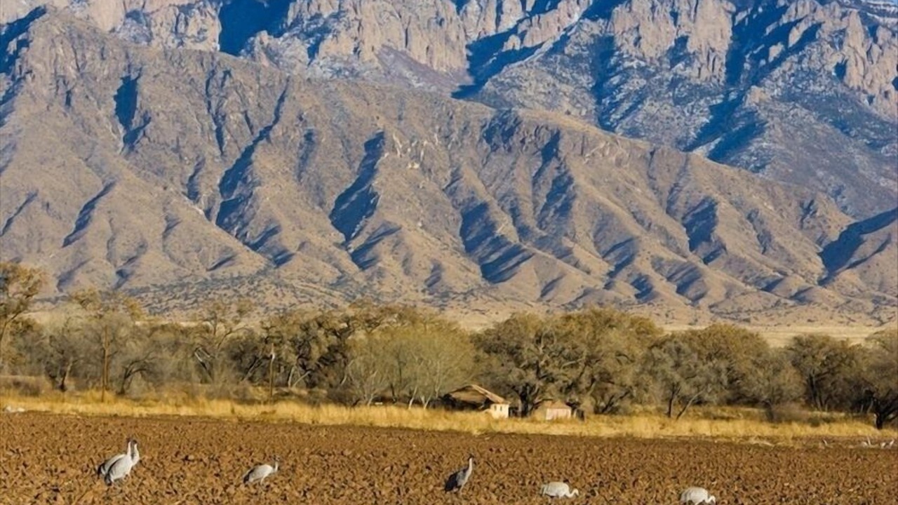 Photo of Others in Corrales
