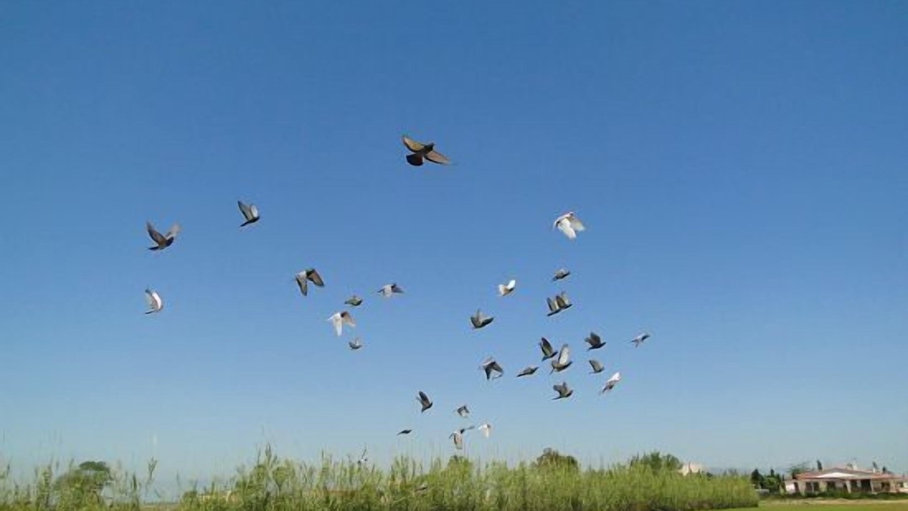 Photo of Others in Riumar