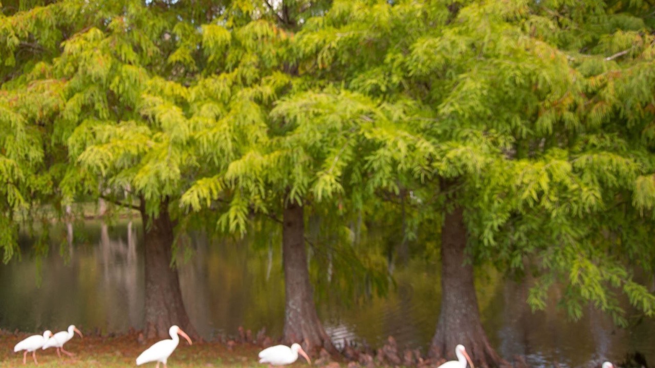 Photo of Outdoor in Country Creek Estates