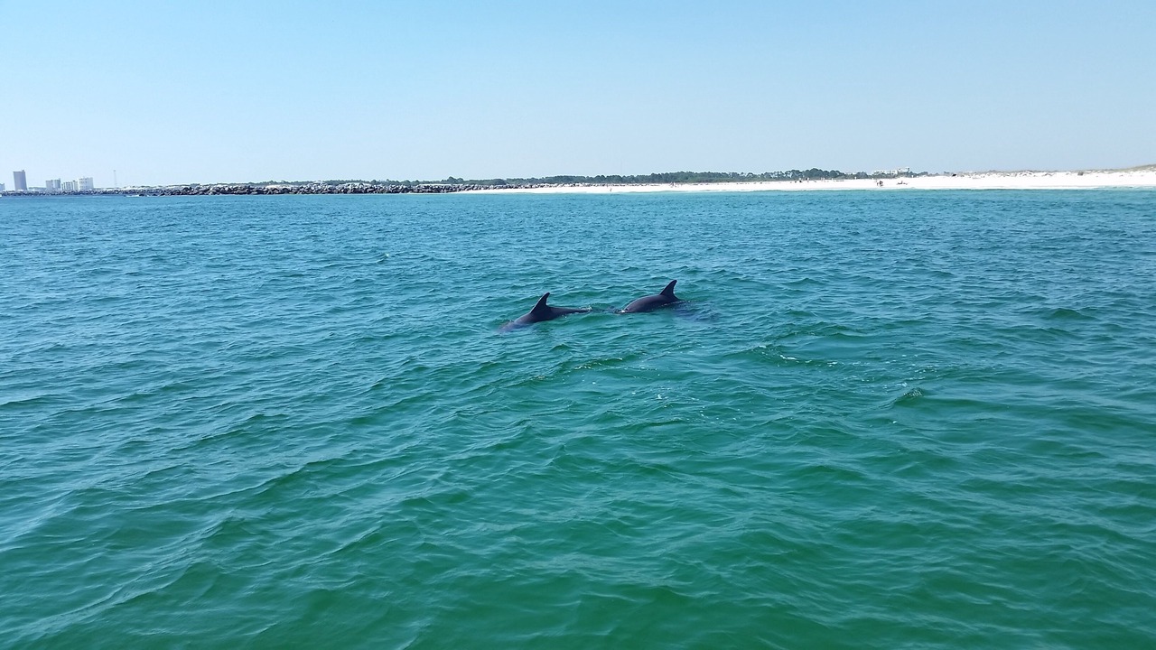 Photo of Others in Gulf Lagoon Beach