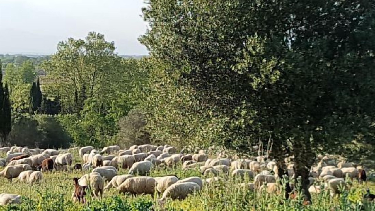 Photo of Outdoor in Sobrestany