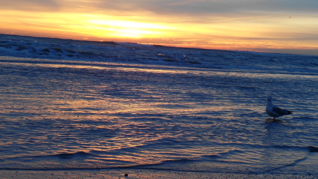 Photo of Others in South Padre Island