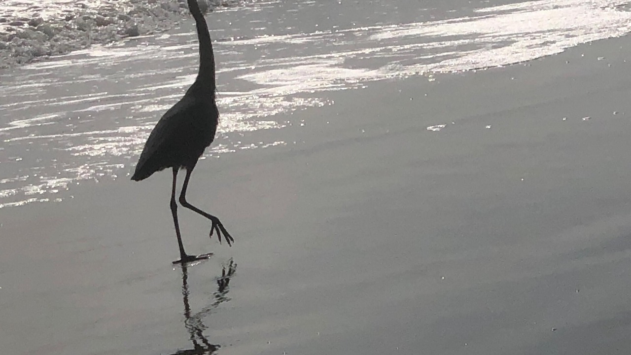 Photo of Others in South Padre Island
