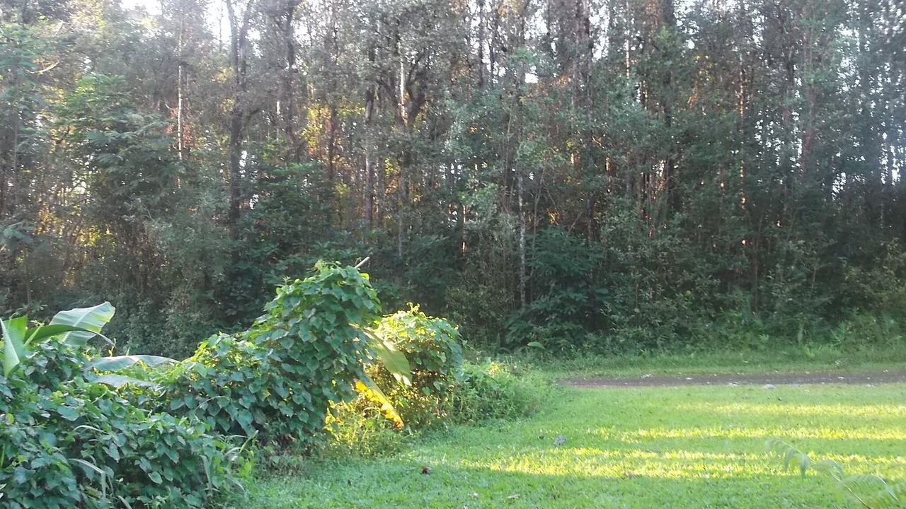 Photo of Others in Kapoho