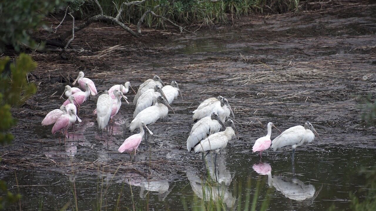 Photo of Others in Meridian