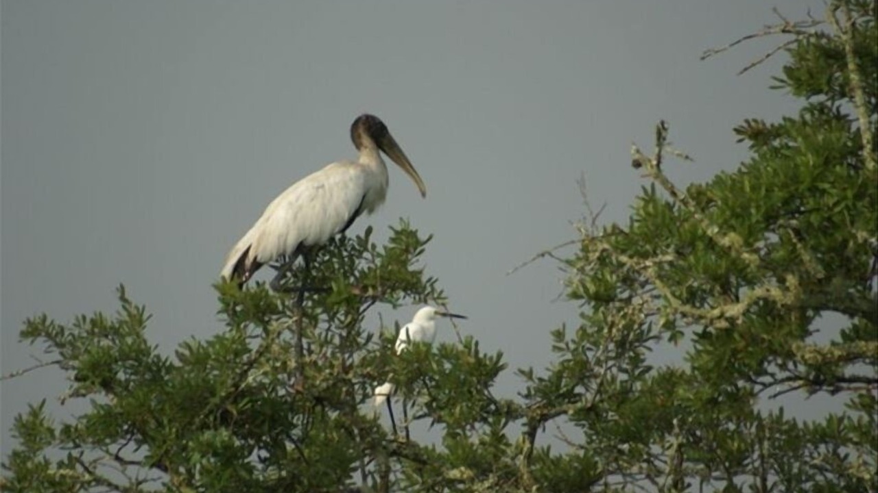 Photo of Others in Meridian