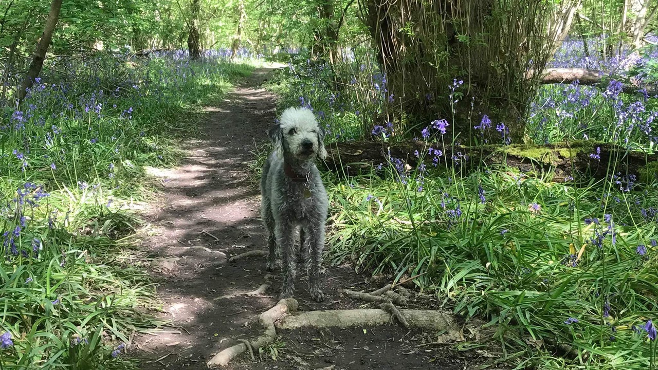 Photo of Others in Pulborough