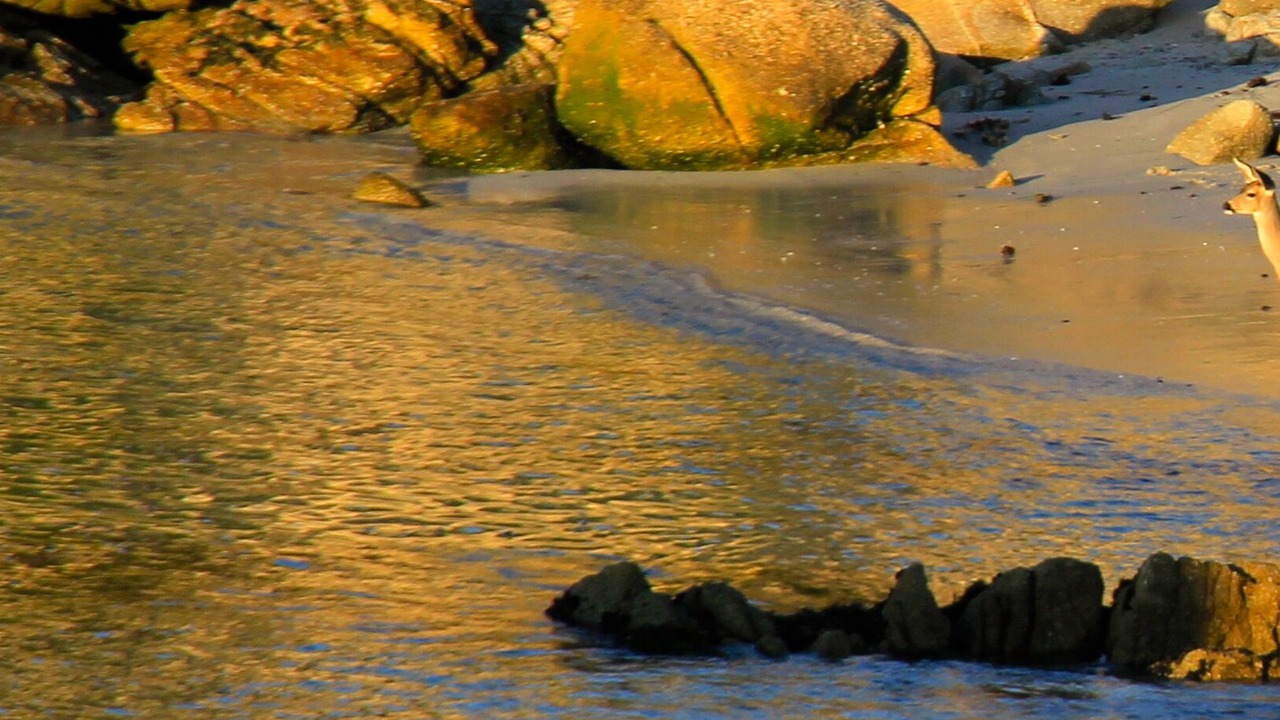 Photo of Others in Pacific Grove
