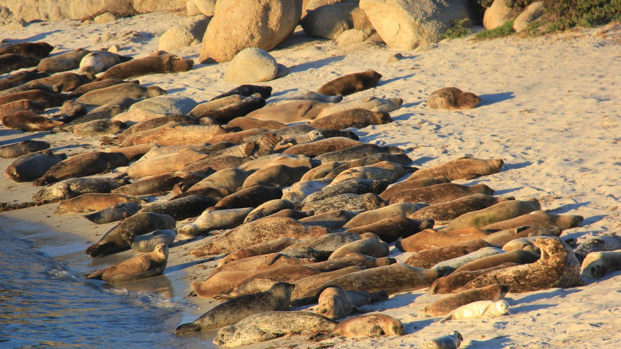 Photo of Others in Pacific Grove