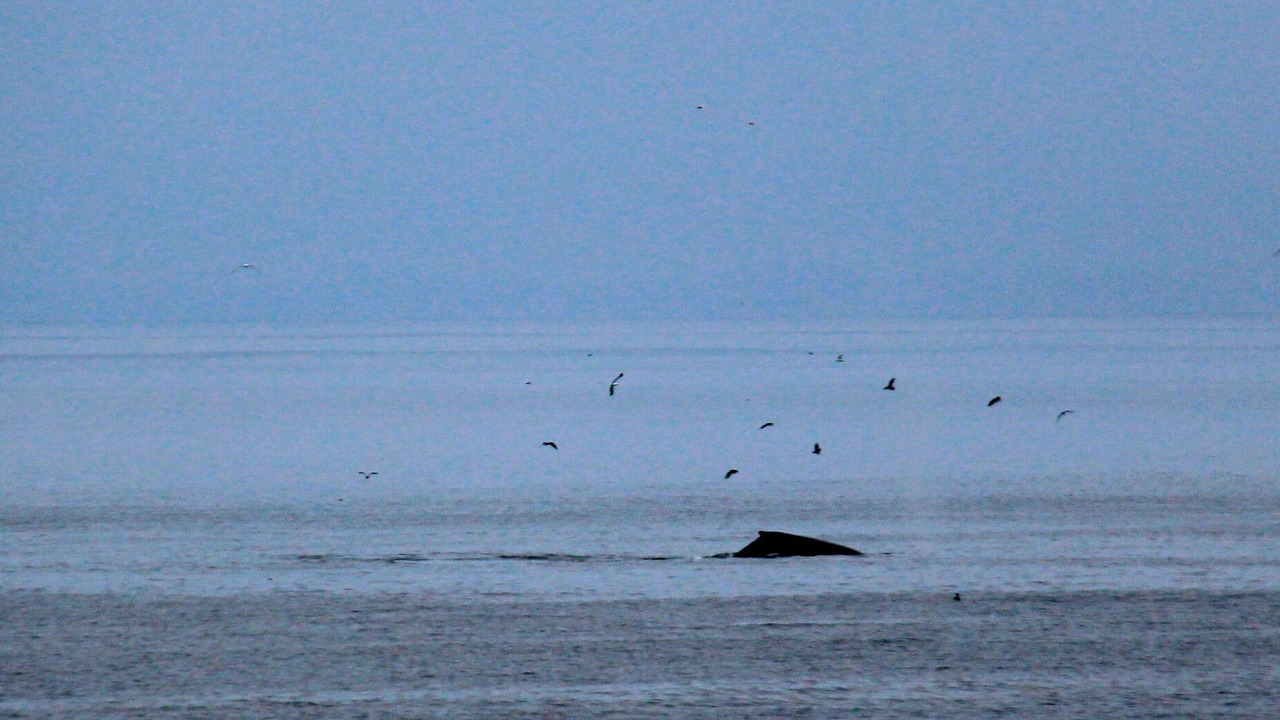 Photo of Others in Pacific Grove