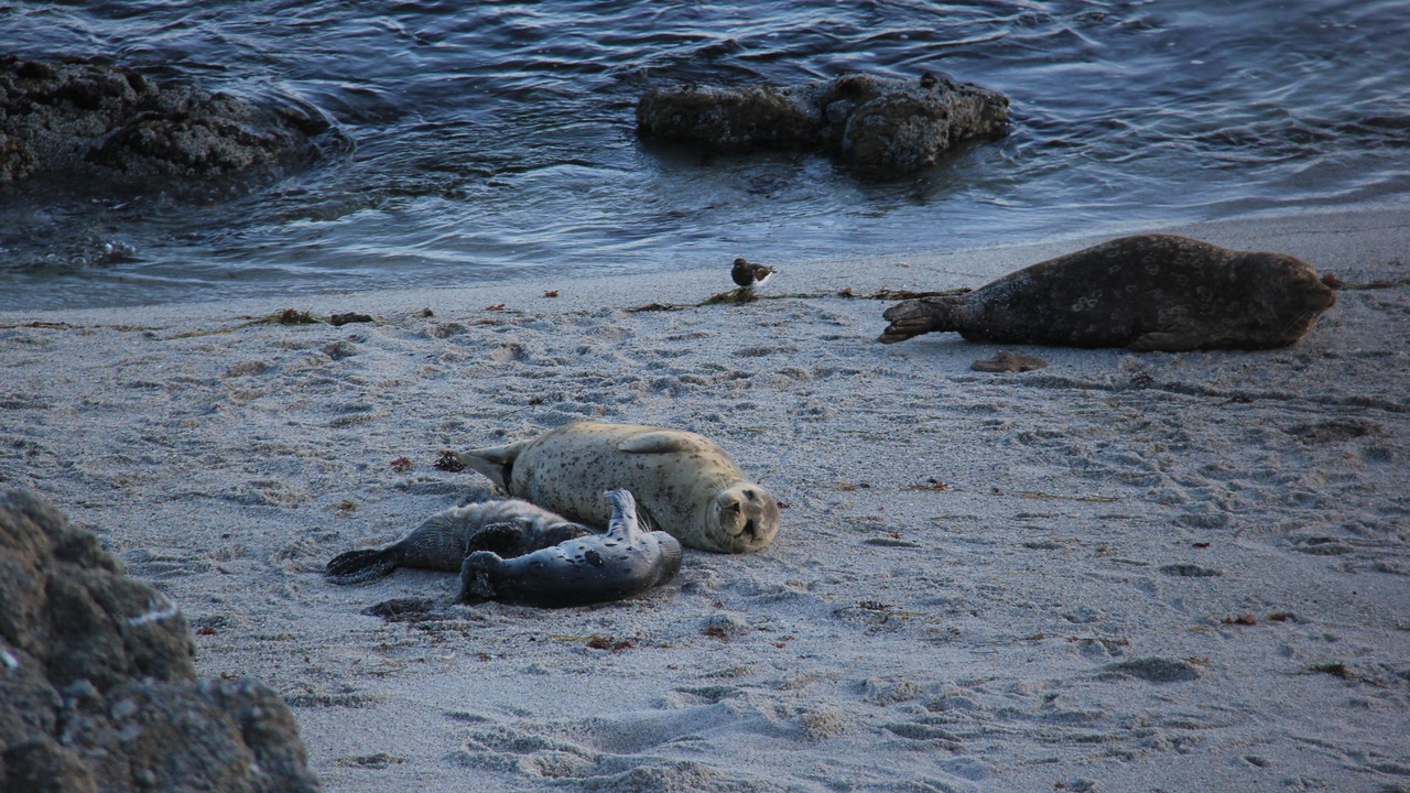 Photo of Others in Pacific Grove
