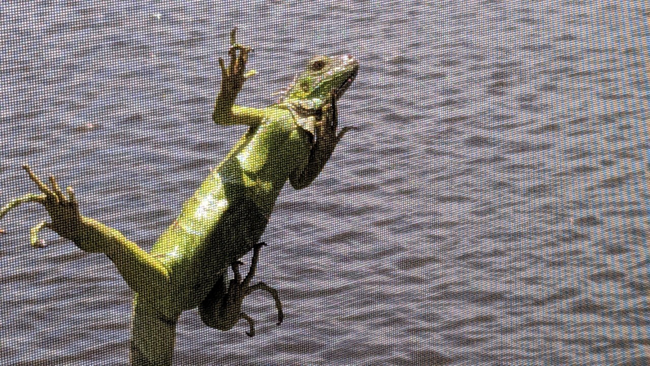 Photo of Others in Marco Island