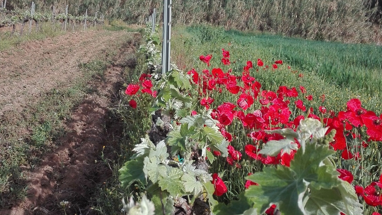 Photo of Outdoor in El Rourell