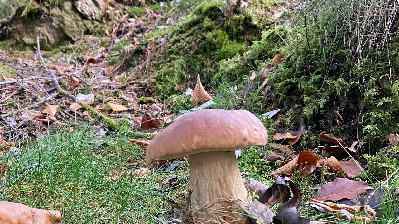 Photo of Others in Ferdrupt