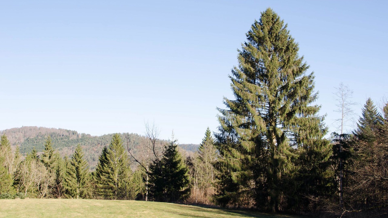 Photo of Others in Ferdrupt