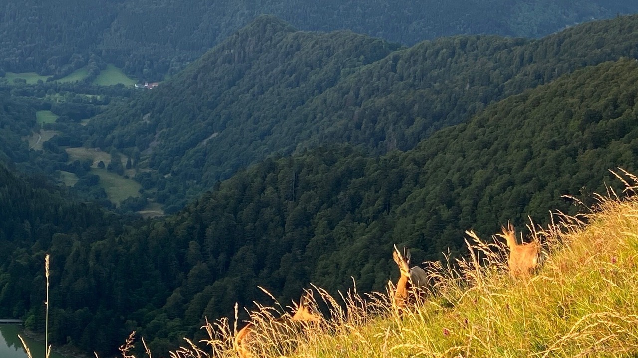 Photo of Others in Ferdrupt