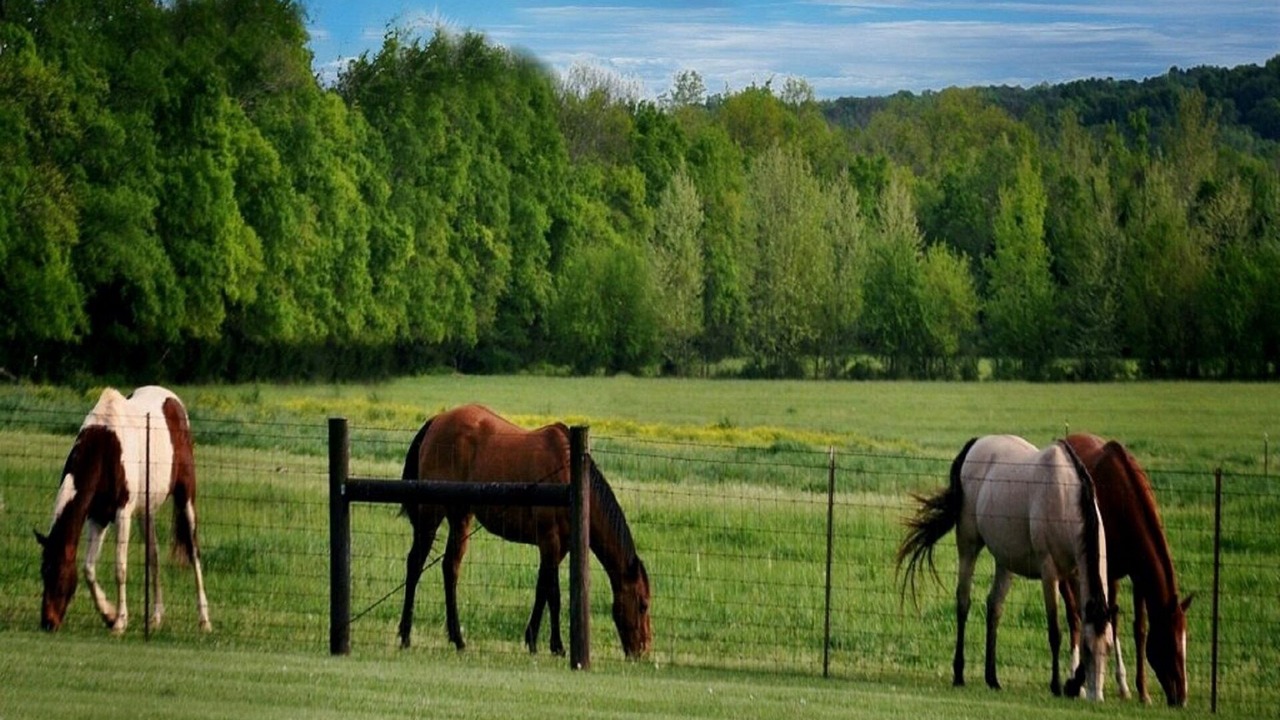 Photo of Others in Mount Juliet