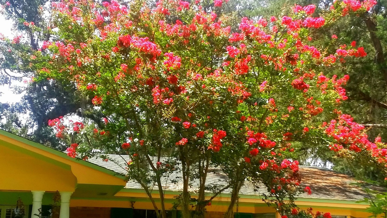 Photo of Others in Tallahassee