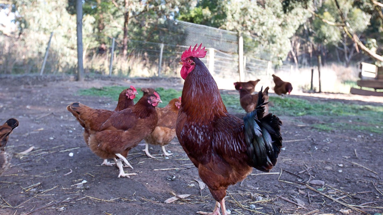Photo of Others in Bellbrae