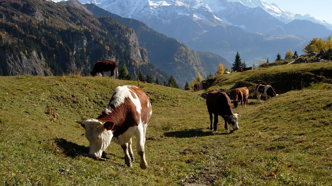 Photo of Others in Saint-Gervais-les-Bains