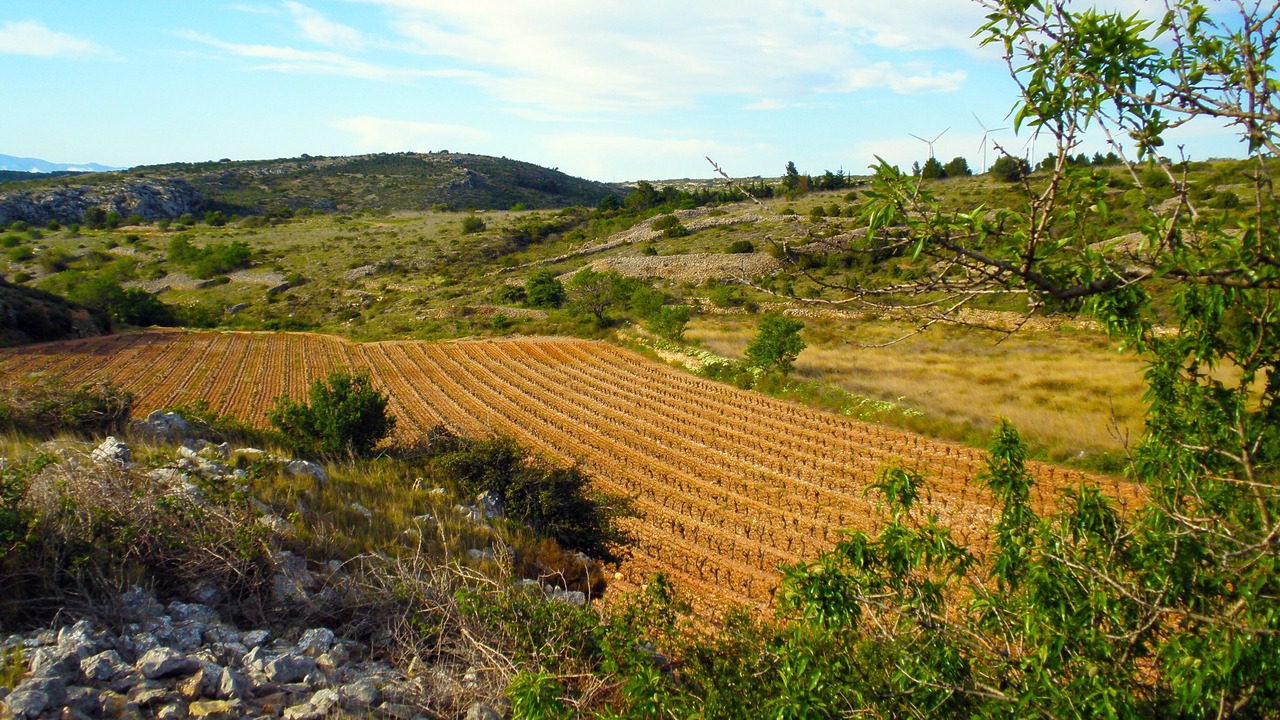 Photo of Others in Fitou