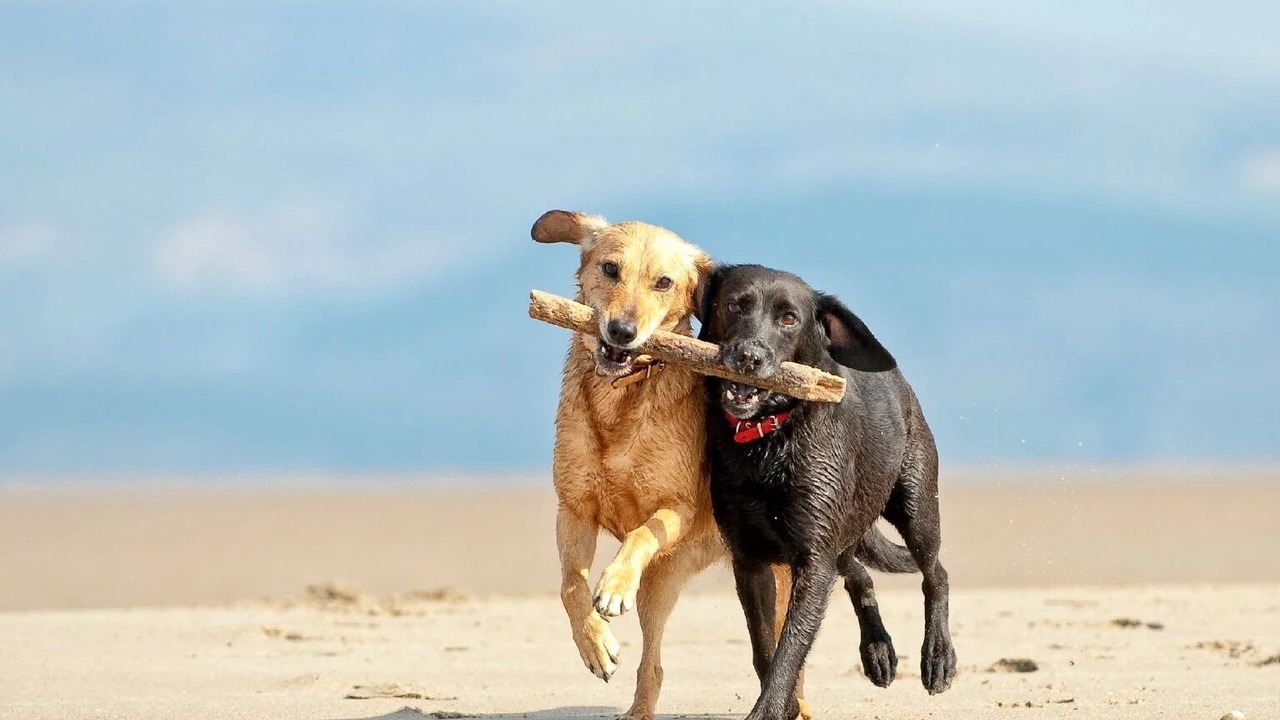 Photo of Others in Galveston