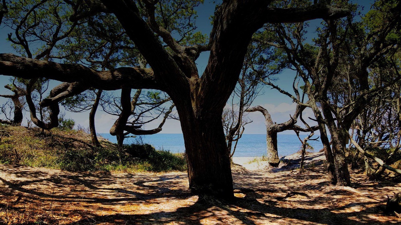 Photo of Others in Ocracoke