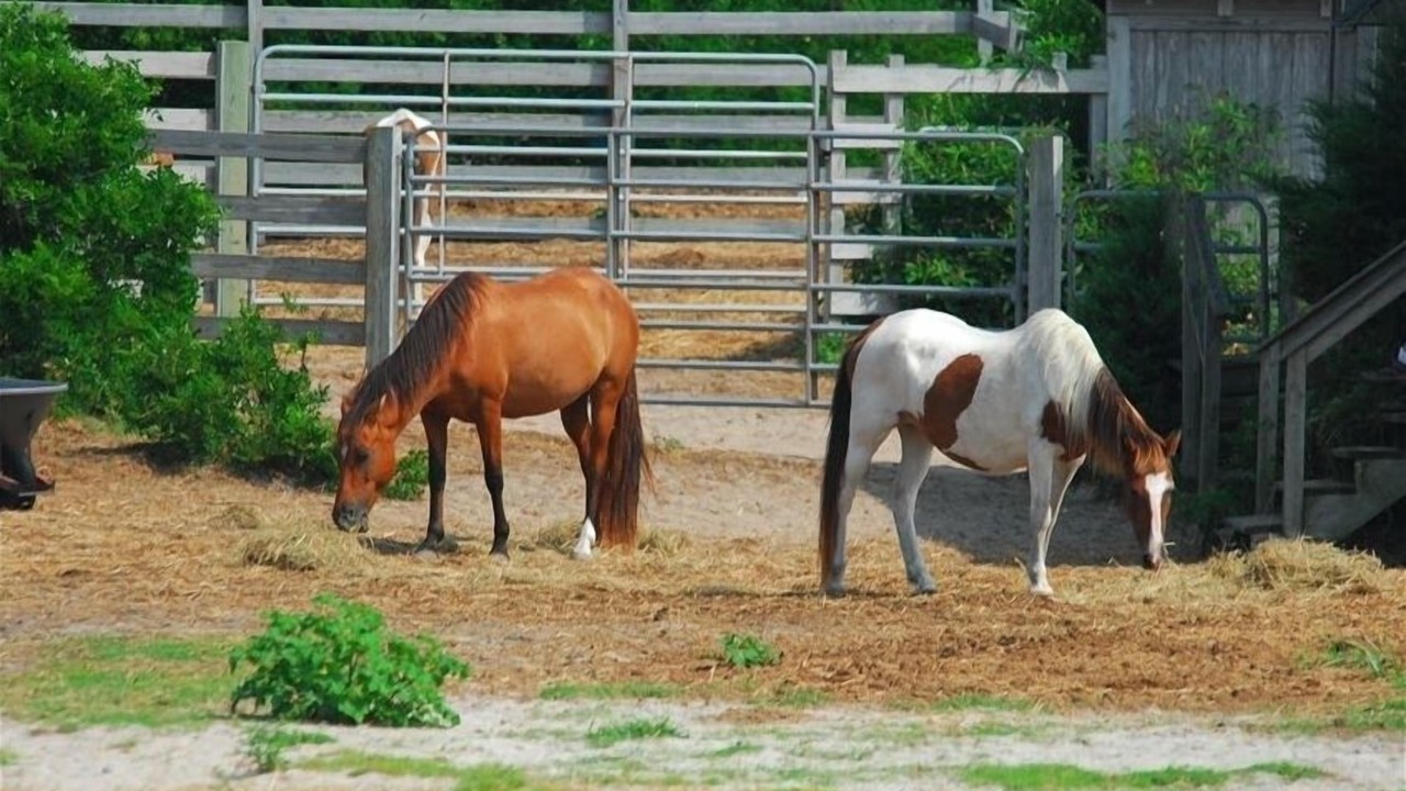 Photo of Others in Ocracoke