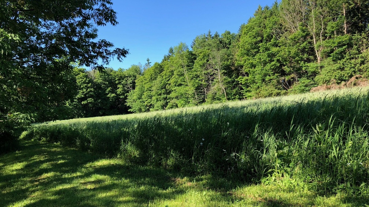 Photo of Outdoor in New Woodstock