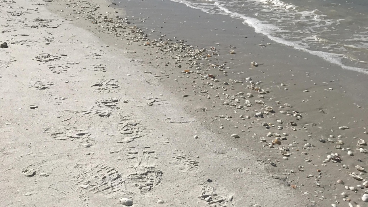 Photo of Others in Marco Island