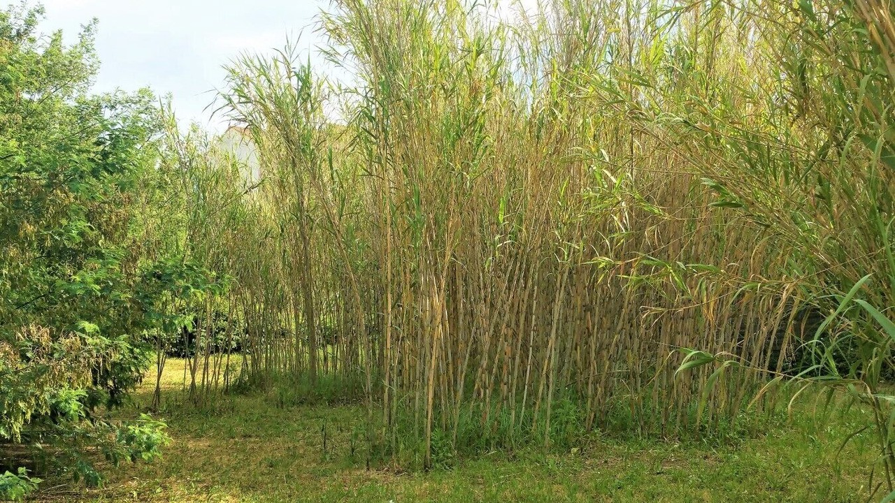 Photo of Outdoor in Calvi