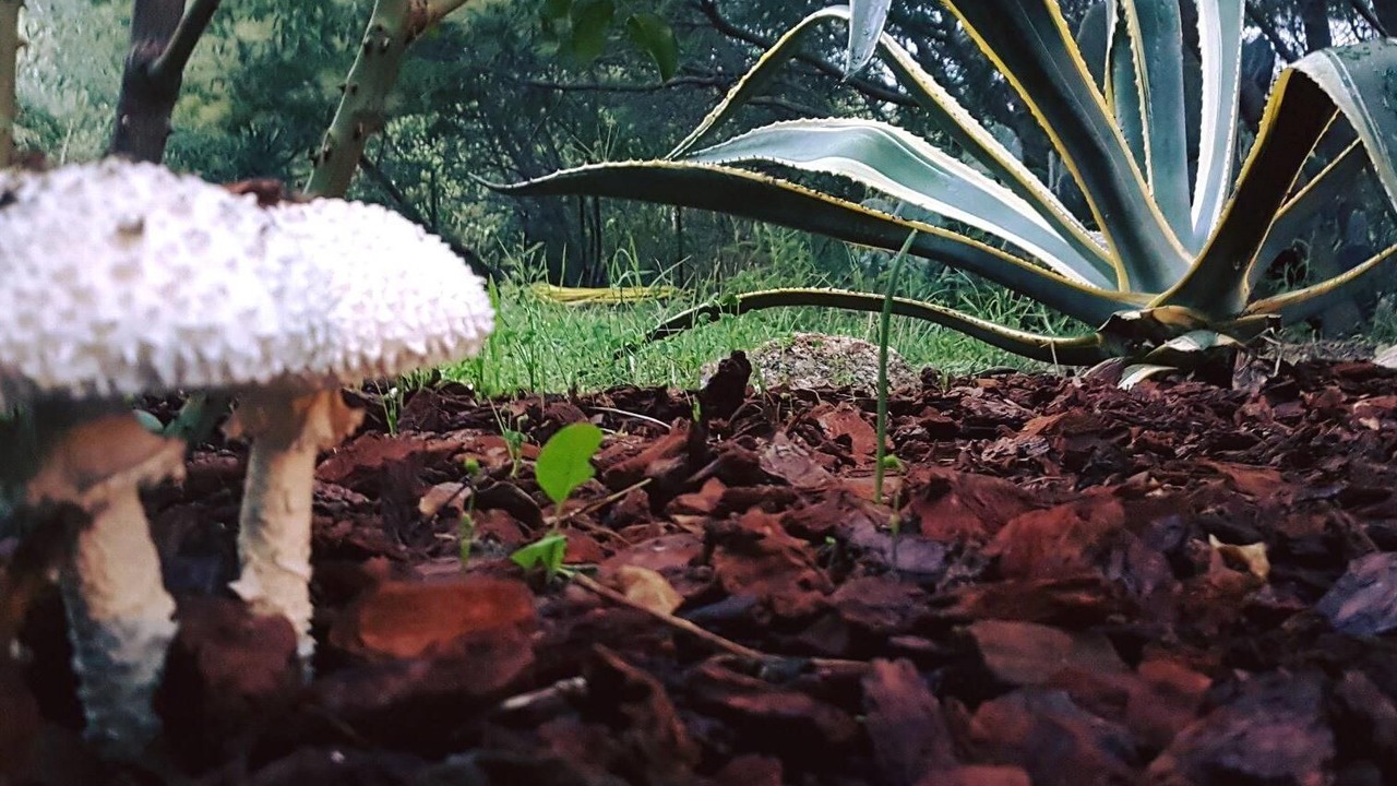 Photo of Outdoor in Calvi