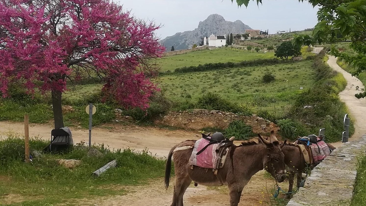 Photo of Outdoor in Calvi