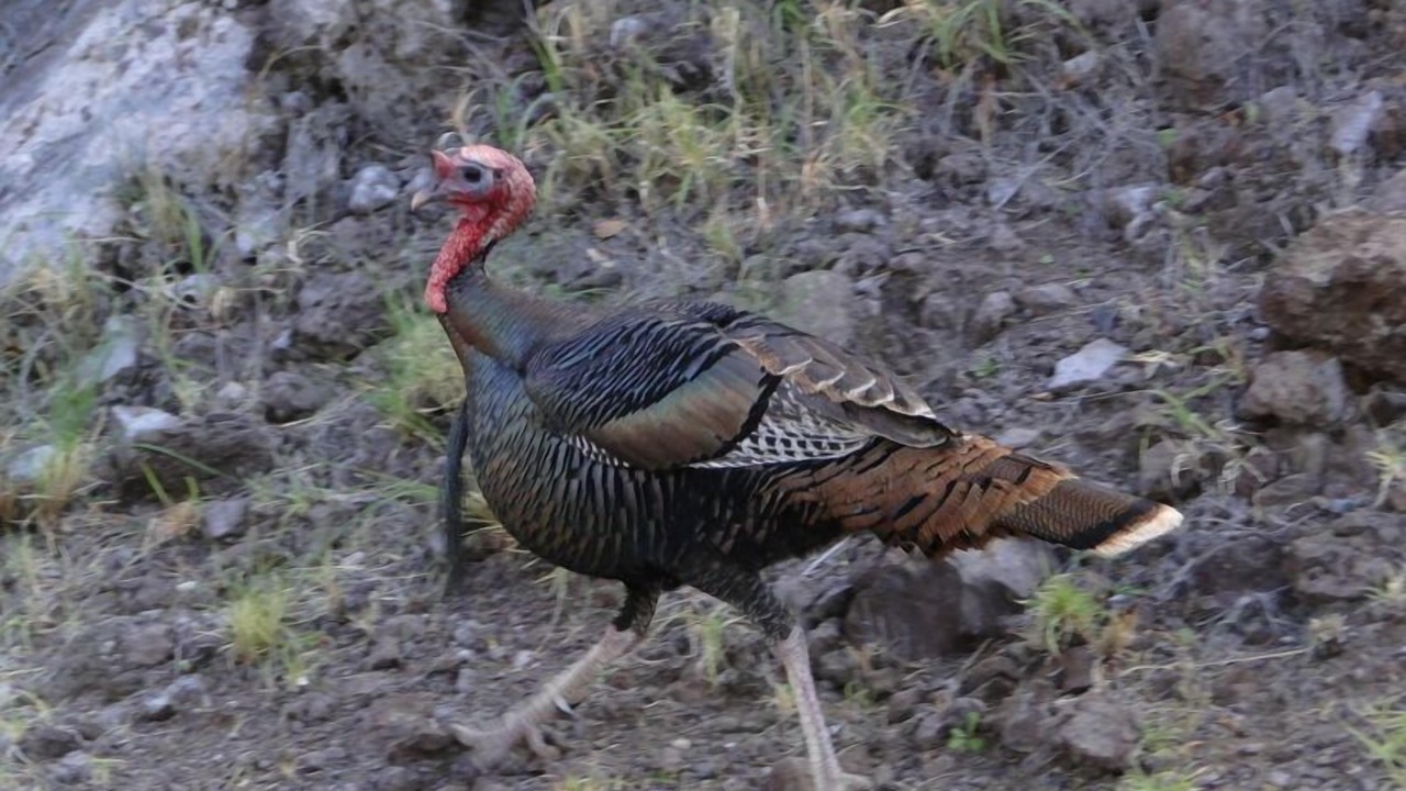 Photo of Others in Kamuela