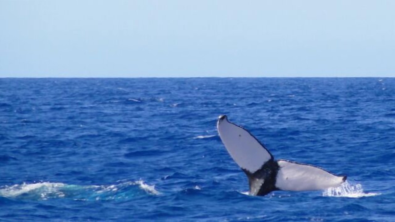 Photo of Others in Kamuela