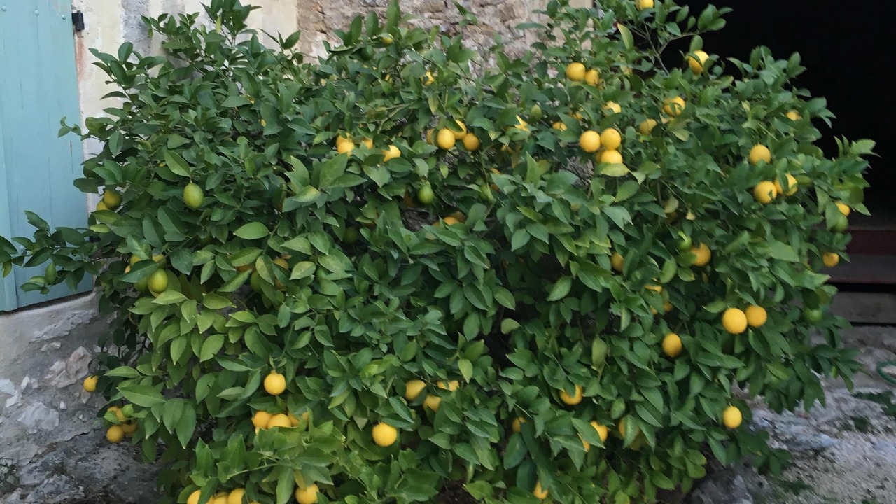 Photo of Outdoor in Saint-Hippolyte-de-Montaigu