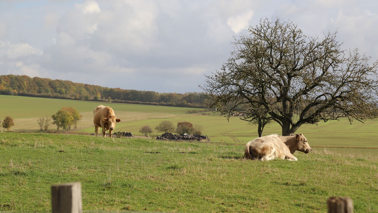Photo of Others in Vendeuvre-sur-Barse