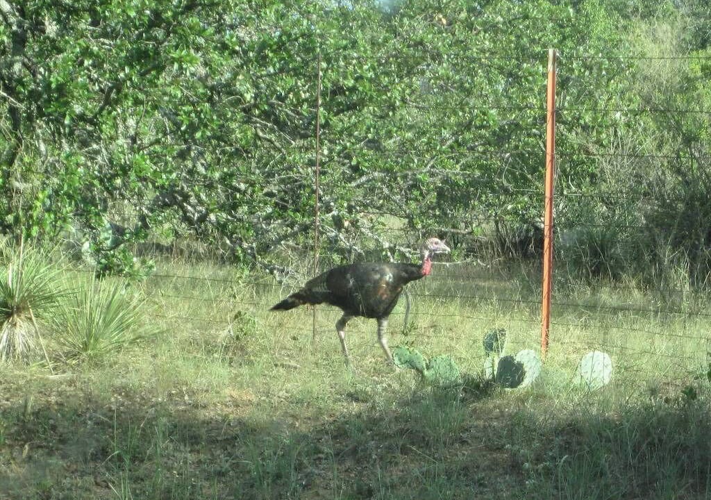 Photo of Others in Llano